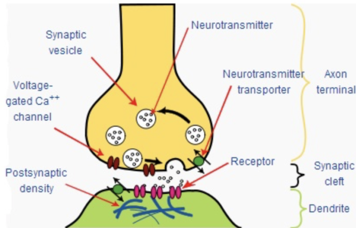 Synapses and Ganglia